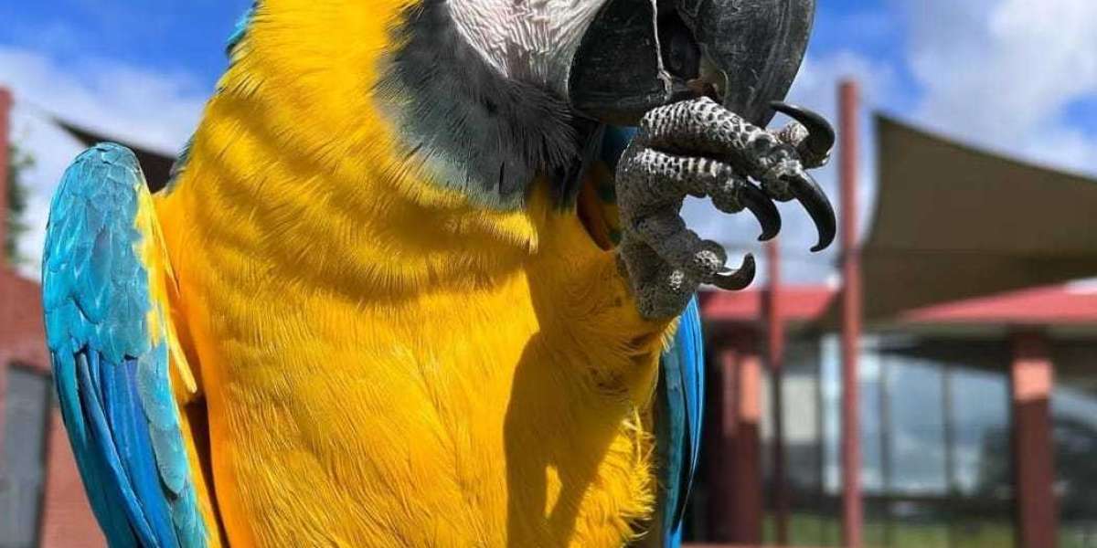 The Hyacinth Macaw: A Lifespan of Beauty and Intelligence