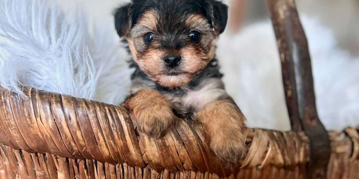 Welpen aus Yorkie Zucht: Ein comprehensiver Leitfaden für zukünftige Besitzer