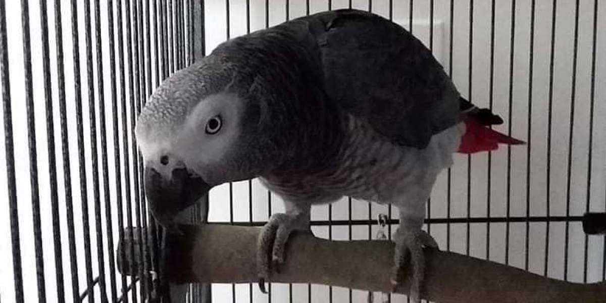 Comprehensive Guide to African Grey Parrots