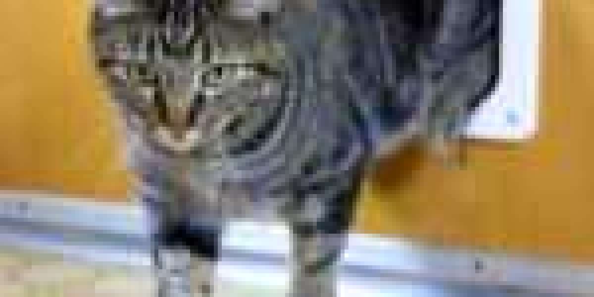 The Most Hilarious Complaints We've Received About Cat Door Fixing